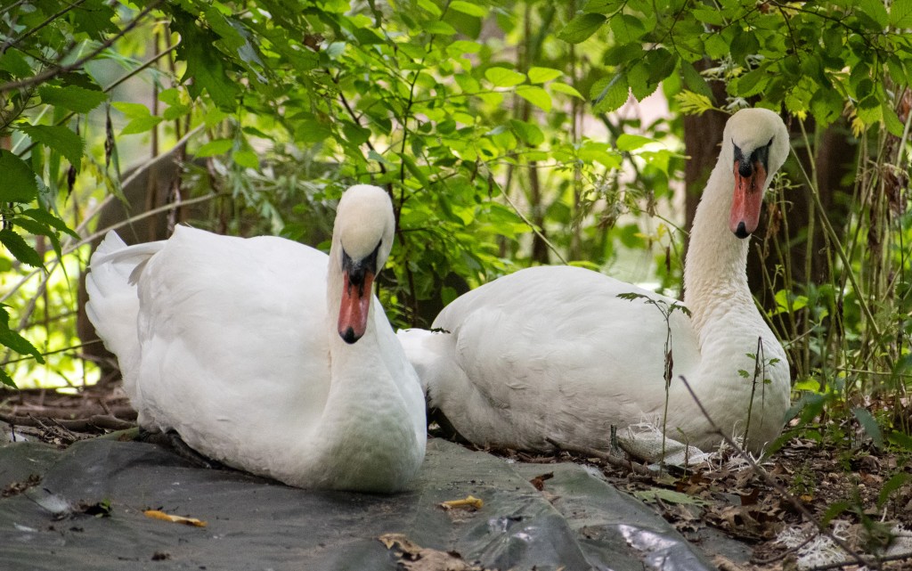 \"Swans,